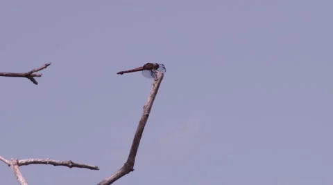 Dragonfly on a tree branch. Video stock 65467404
