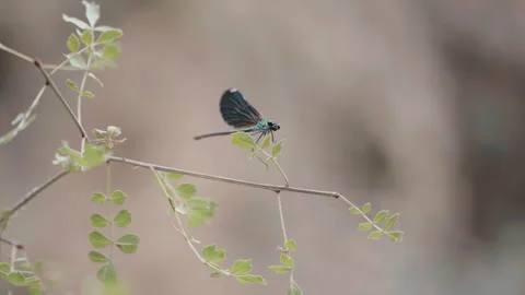 A dragonfly on a tree branch Stock Footage 250178014