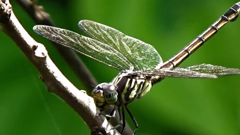 A dragonfly on a tree branch Stock Footage 305188944