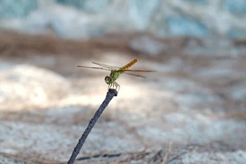 A Dragonfly on a Tree Branch Stock Photos