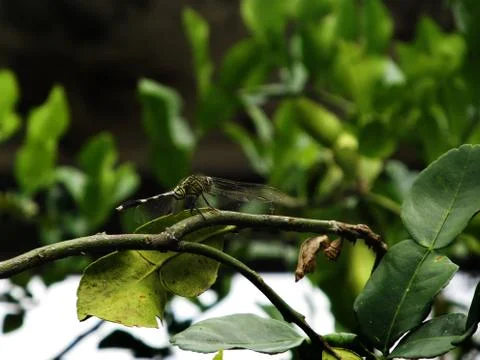Dragonfly on tree branch Fotos de archivo