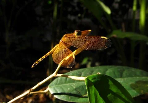 Dragonfly on tree branch Fotos de archivo