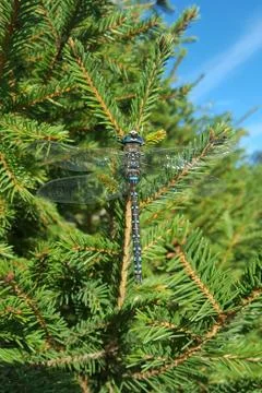 Dragonfly on Tree Fence Stock Photos