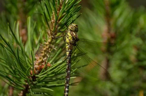 Dragonfly in a tree Foto stock