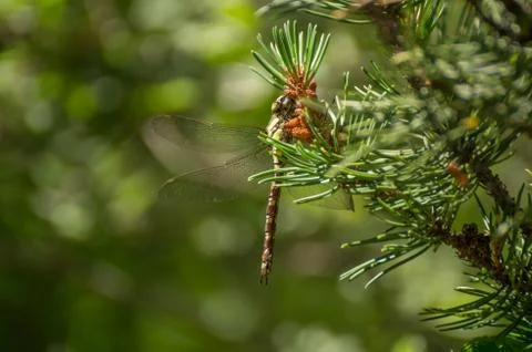 Dragonfly in a tree Foto stock