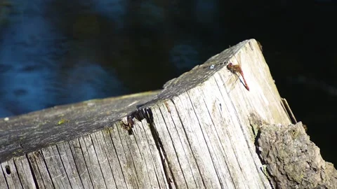 Dragonfly on a tree stump Stock Footage 252202303