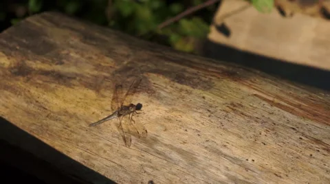Dragonfly on tree trunk Stock Footage 43804746