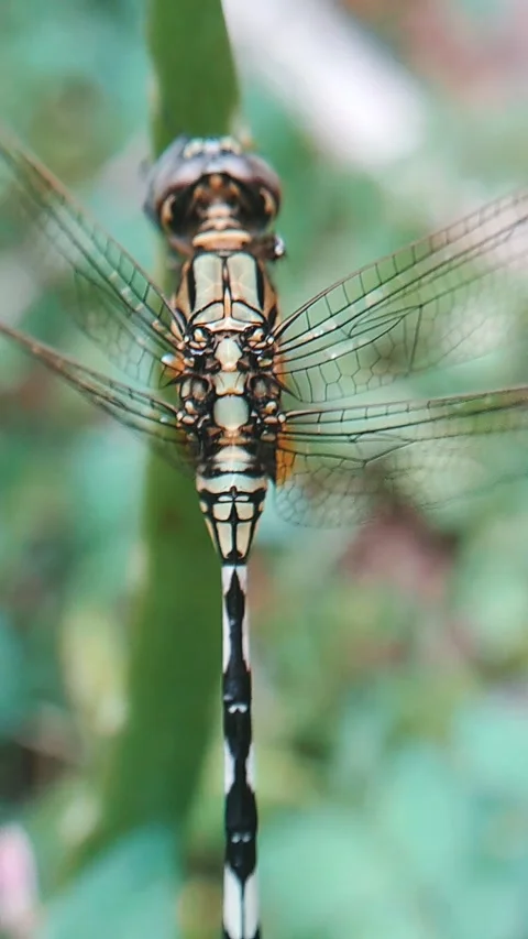 Dragonfly on a tree trunk Video stock 304463908