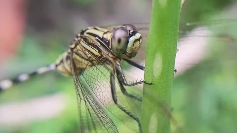 Dragonfly on a tree trunk Video stock 304463916
