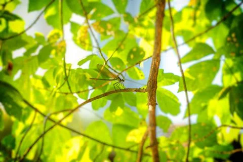 Dragonfly on a tree twig on a green background. Stock Photos