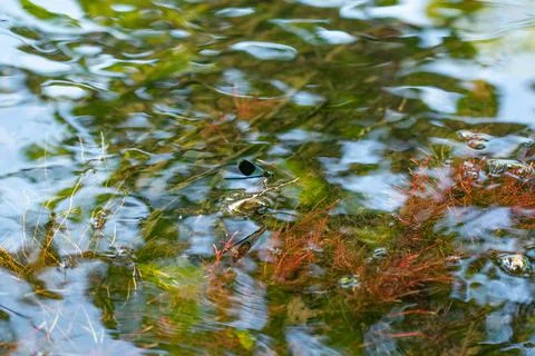 Dragonfly on a tree twig on the water. 写真素材