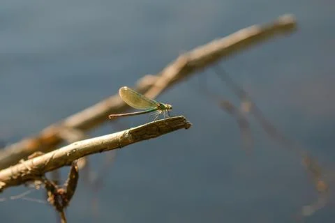 Dragonfly on a tree twig on the water. Stock Photos