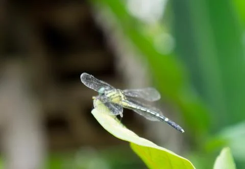 Dragonfly, trees and plants in  Doi Saket in thailand Stock Photos