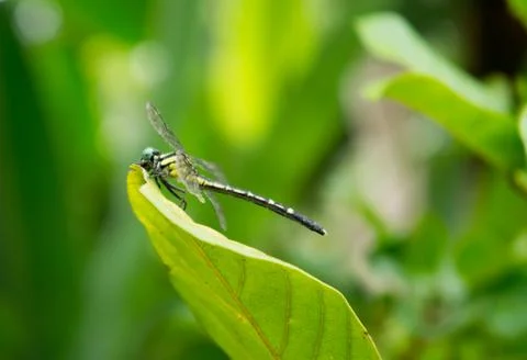 Dragonfly, trees and plants in  Doi Saket in thailand Stock Photos