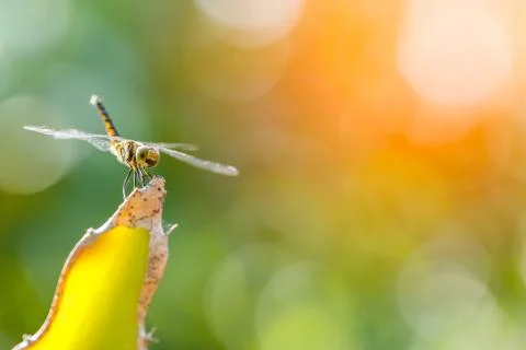 Dragonfly on treetops Stock Photos