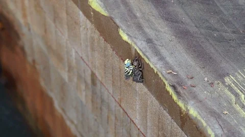 A dragonfly tries to get out of its cocoon. Stock Footage 71147974