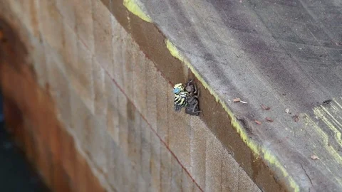 Dragonfly tries to get out of its old body Stock Footage 71159776