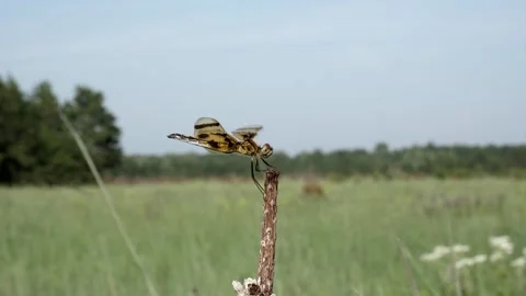 A dragonfly tries to hold on tight while resting on its prairie perch. Stock-Footage 324763401