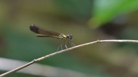 Dragonfly in tropical rain forest. Video stock 93580749