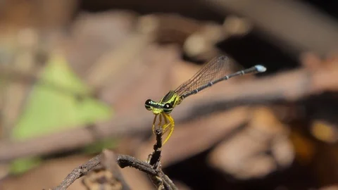 Dragonfly in tropical rain forest. Stock Footage 117987618