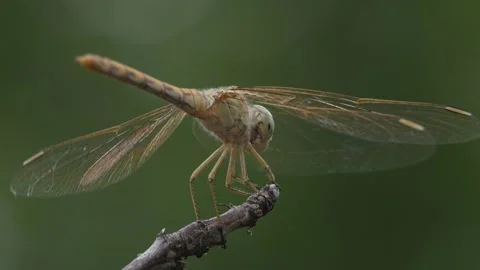 Dragonfly turning around Stock Footage 247043144