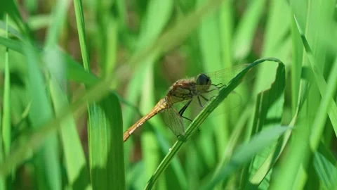 The dragonfly is turning its head Video stock 318295286
