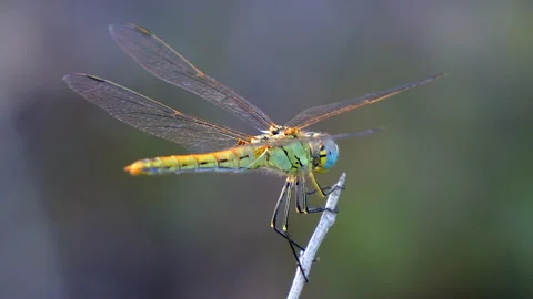 Dragonfly on a twig Stock Footage 248962955
