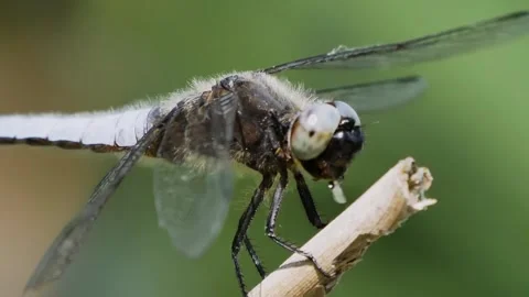 Dragonfly on twig with green background. Stock Footage 307264521