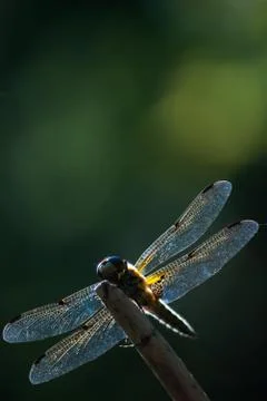 Dragonfly on twig Stock Photos