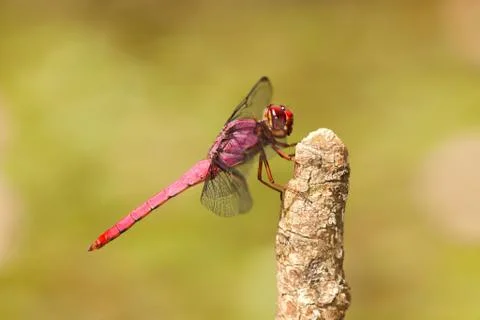 Dragonfly on twig Stock Photos
