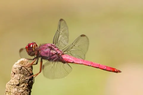 Dragonfly on twig Stock Photos