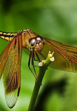 Dragonfly on Twig Stock Photos