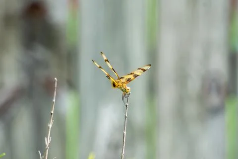 Dragonfly on a twig Stock Photos