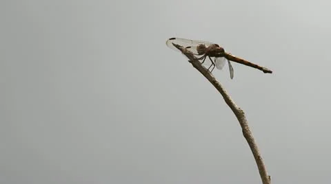 Dragonfly on twing Stock Footage 12366550