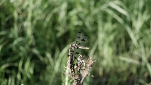 Dragonfly twitches as it sits perched on the prairie while hunting. Video stock 91470302