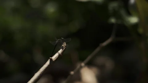 Dragonfly under the sun 動画素材 160943258