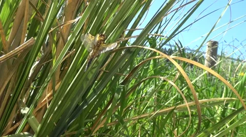 Dragonfly unfolding the wings Stock Footage 63108838