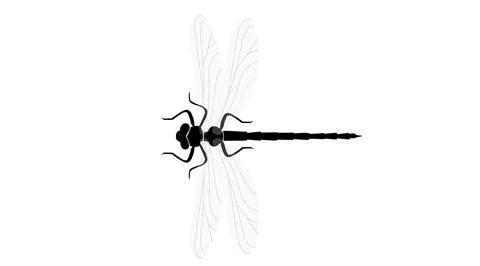 Dragonfly vector illustration. Stock Illustration