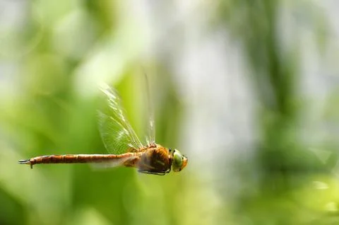 Dragonfly very close up during the flight in motion Stock Photos