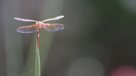 Dragonfly very close Stock Footage 51025847