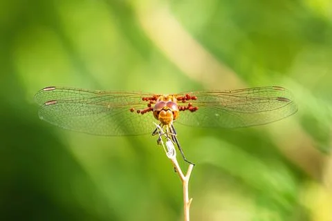 Dragonfly view on branch. Stock-Fotos