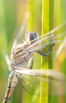 Dragonfly waiting for the sun Stock Photos