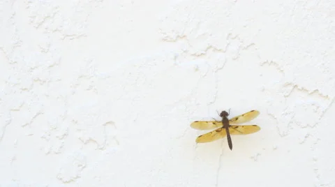 Dragonfly on wall, 4K Stock Footage 46968762