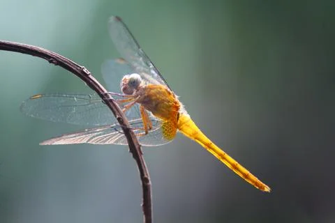 Dragonfly wallpapers 写真素材