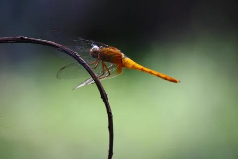 Dragonfly wallpapers Stock Photos