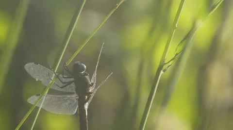 DRAGONFLY WARMING UP ON THE CANES LEAF Stock Footage 68859346