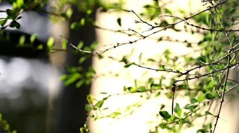 Dragonfly was resting under the twig Stock-Footage 10136862