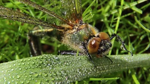 Dragonfly washes after a summer rain. A dragonfly in a raindrop . insect Stock Footage 240540191