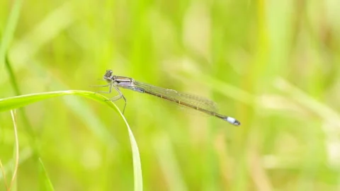 Dragonfly washes its paws Stock Footage 147731583