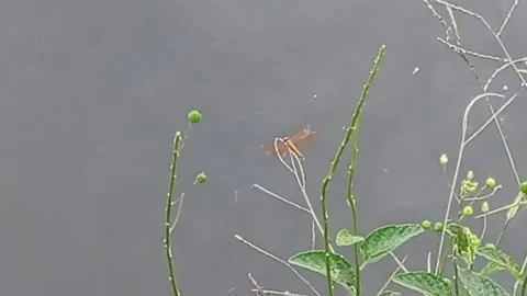 Dragonfly on the water Stock Footage 222454385